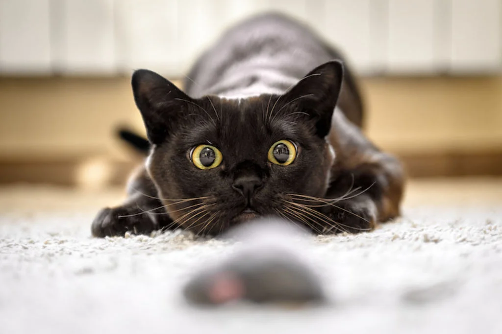 chat_et_souris