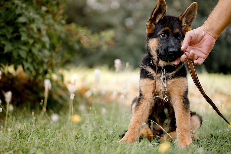 Éducation canine : les bases à respecter