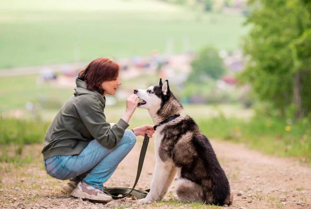 education du chien et recompenses