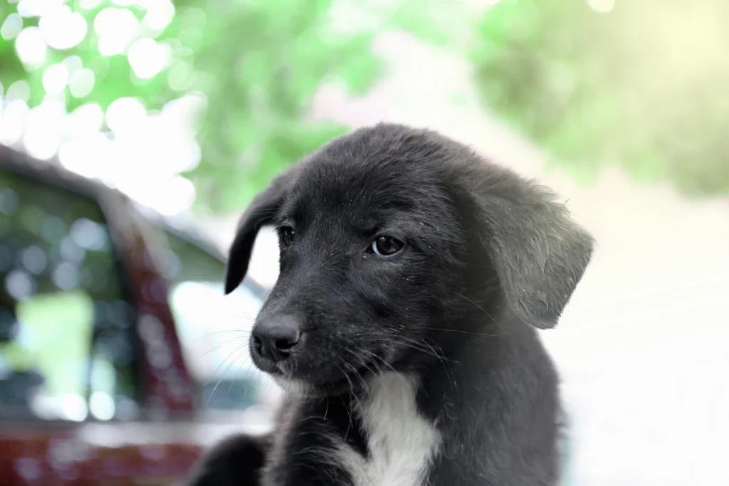 chiot noir et blanc