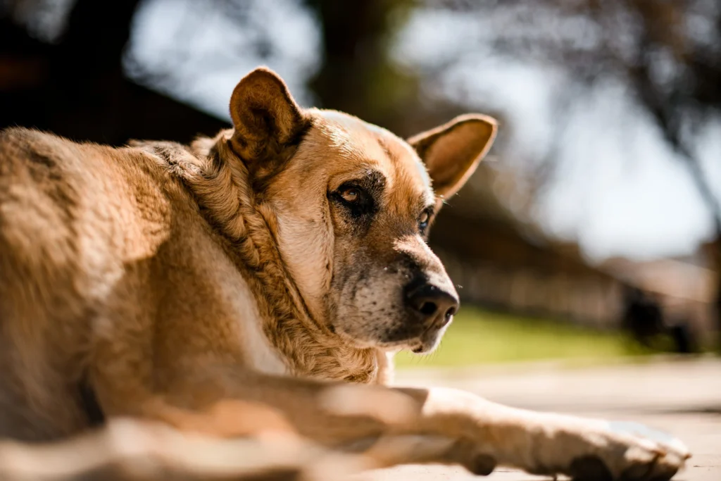 gros chien allonge