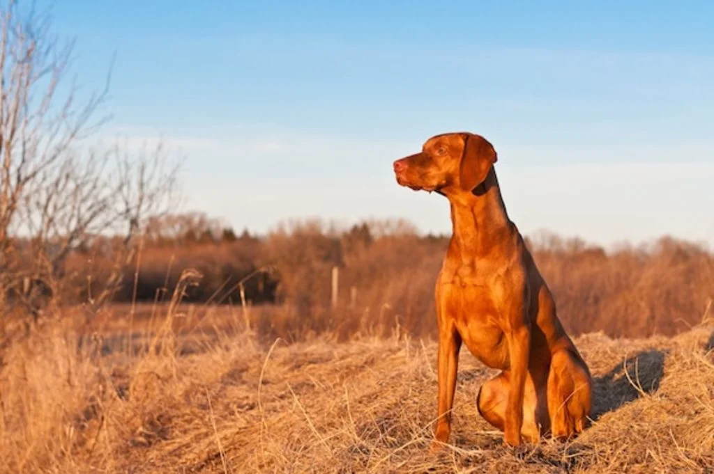 leishmaniose chien santevet vaccin virbac
