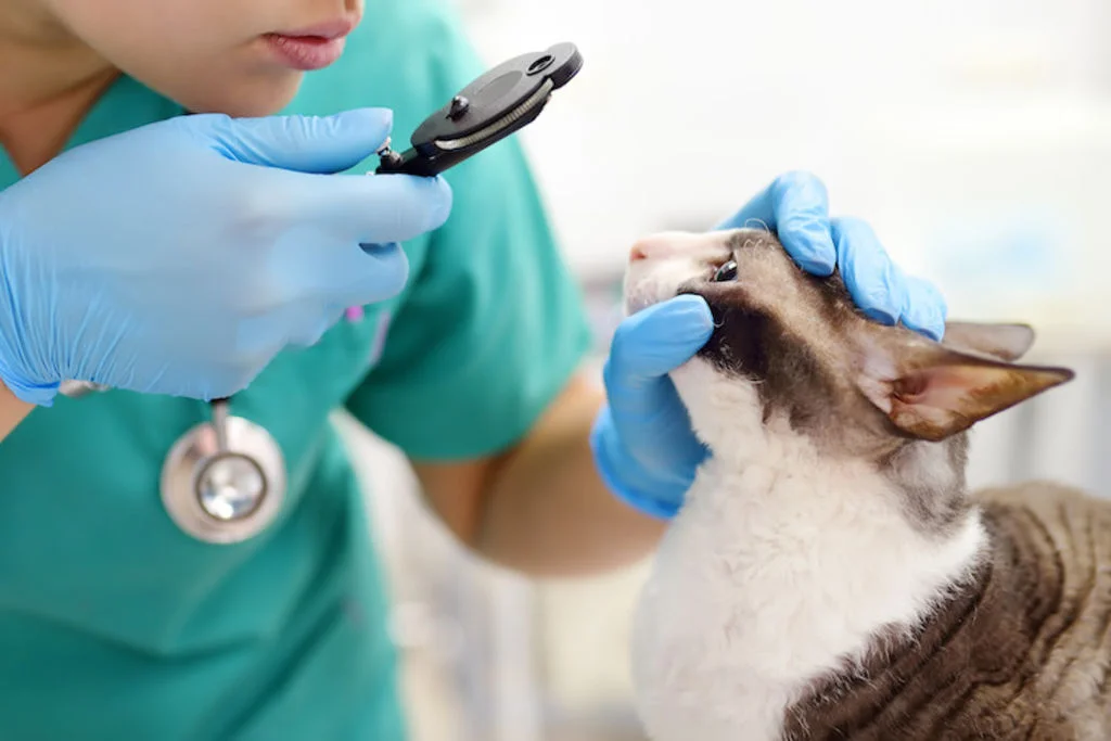 conjonctivite chez le chat