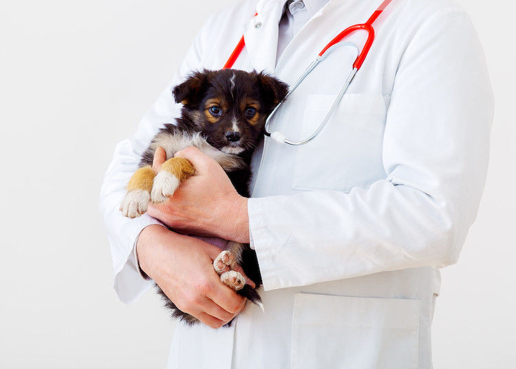 La maladie de Carré chez le chien