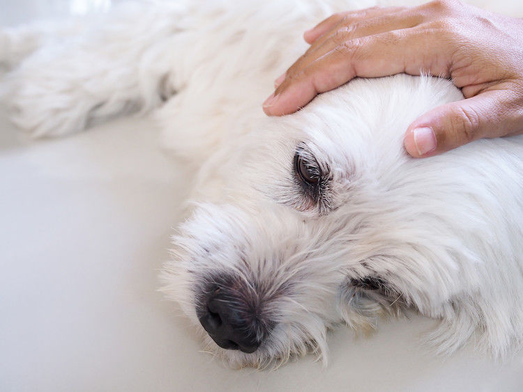 L’œdème de Quincke (urticaire) chez le chien