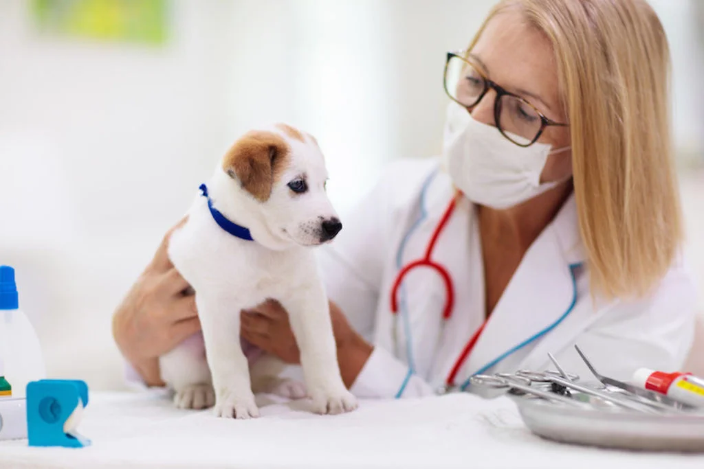 traitement vaccin maladie de Carre
