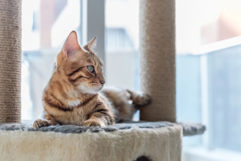 chat et solitude