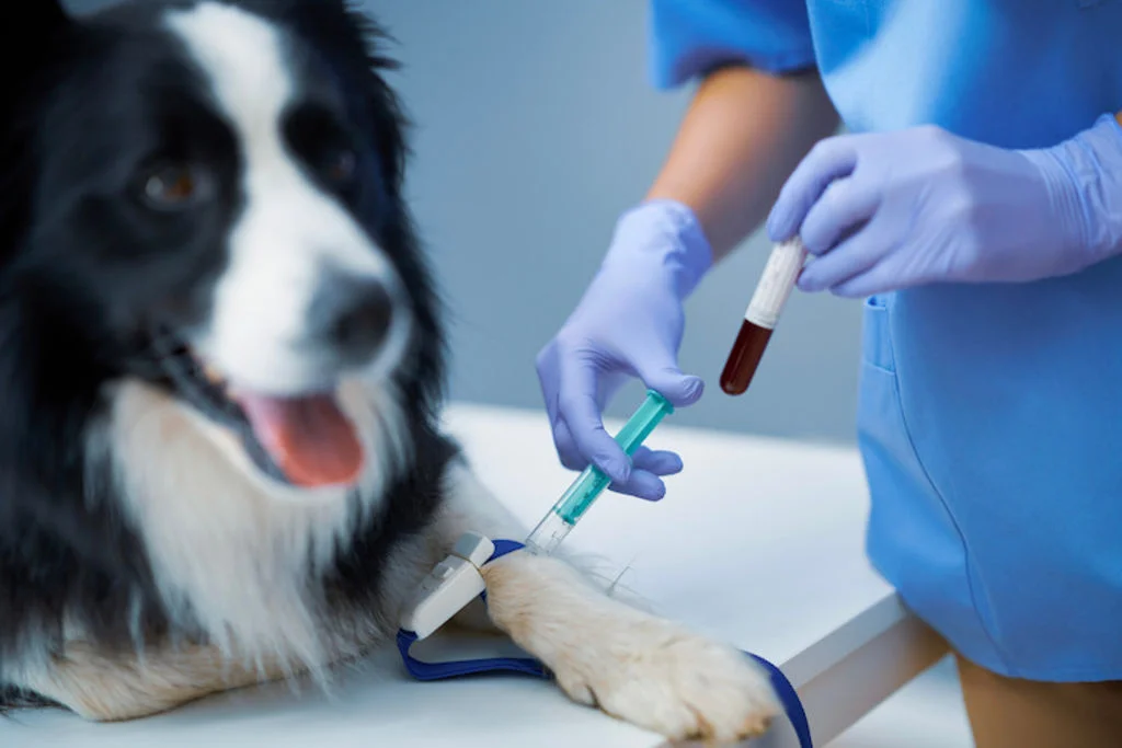 diagnostic leihmaniose veterinaire