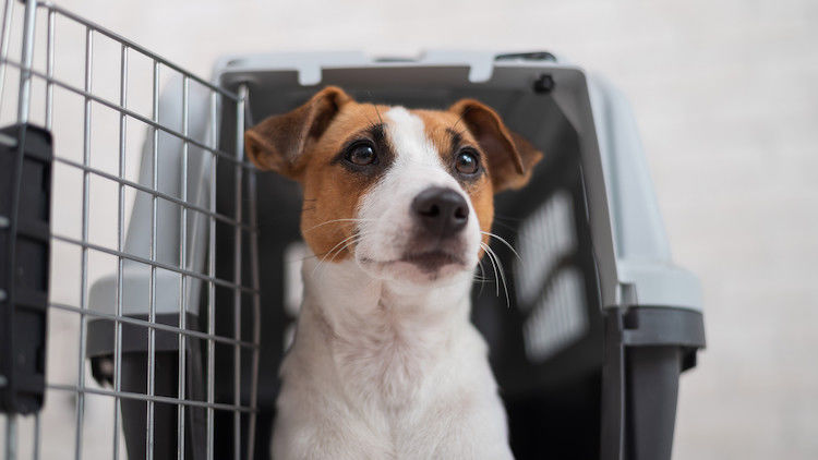 Faire garder son chien : les meilleures solutions
