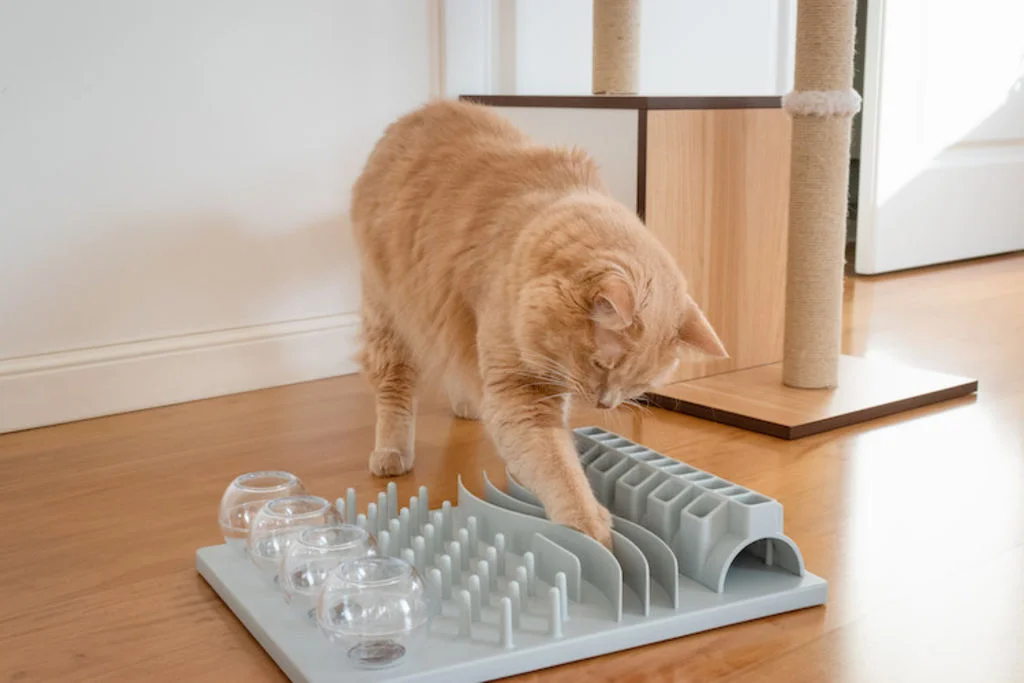 jeux intelligence chat