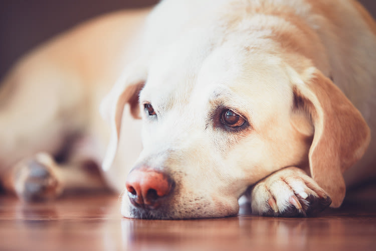 La leishmaniose chez le chien