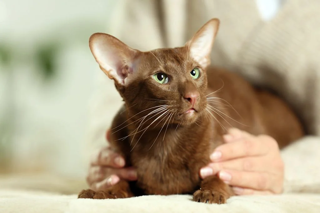 chat hypoallergenique