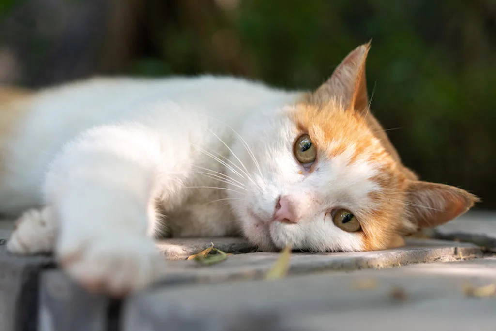 symptomes sida du chat