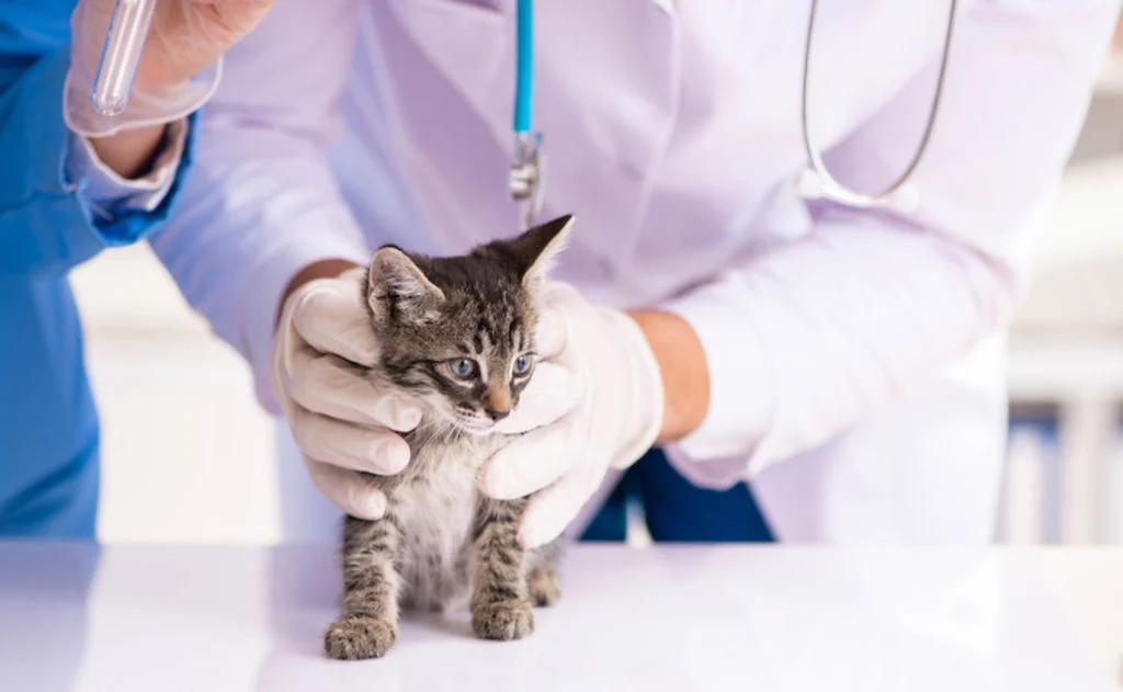 vaccination chaton