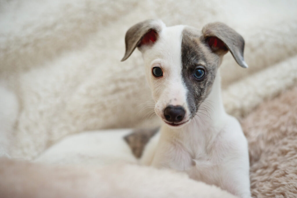 Chiot petit lévrier Italien