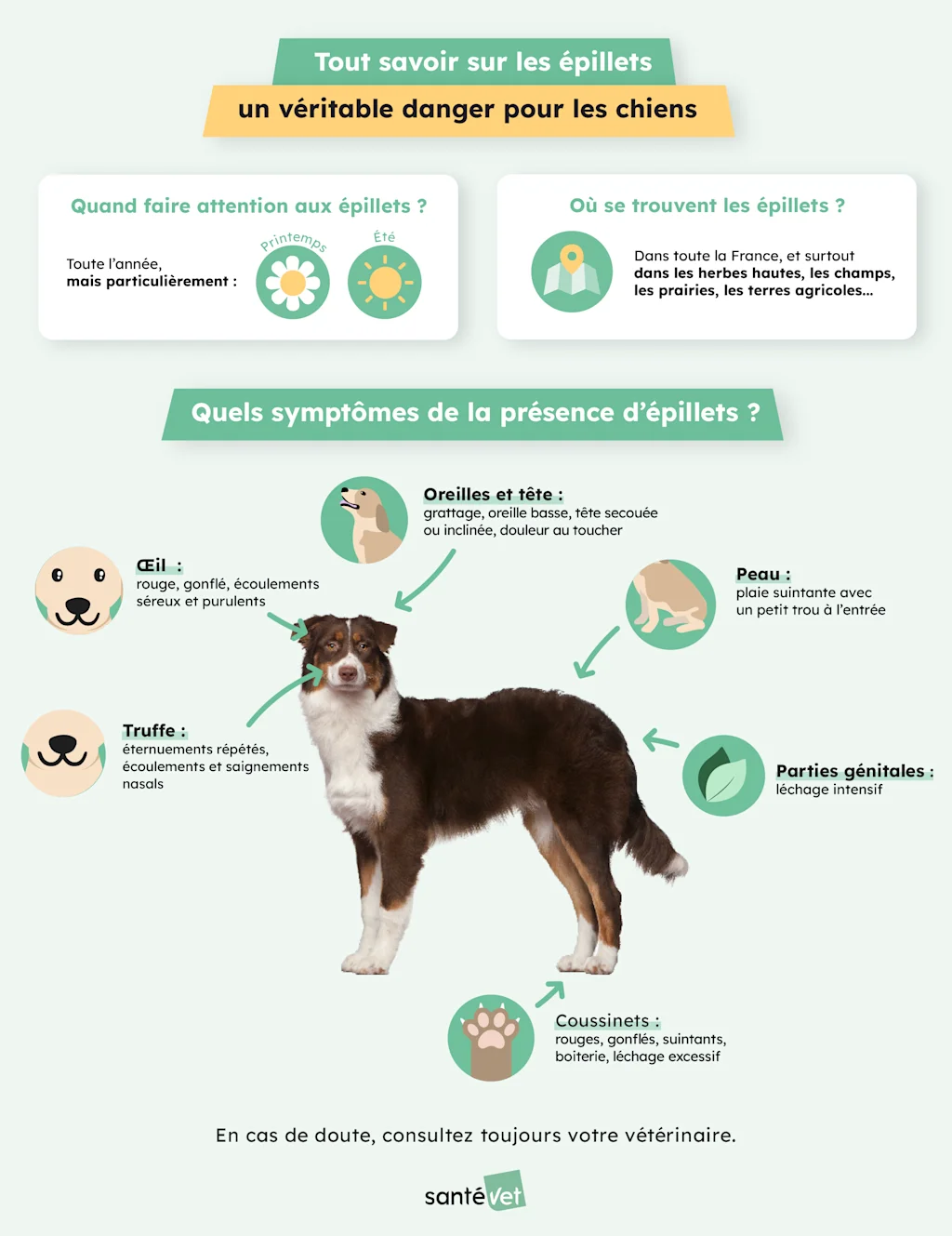 Epillets chien