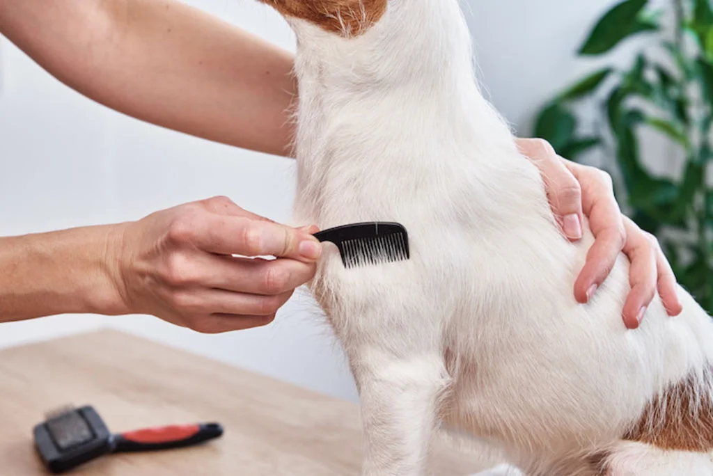 brossage mue du chien