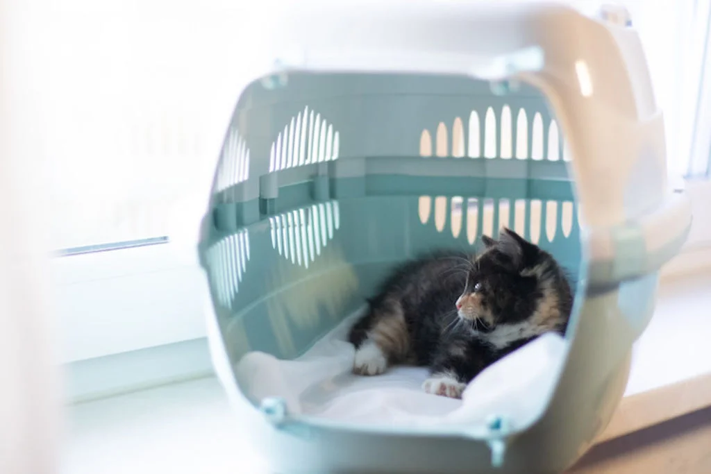 caisse de transport pour chat