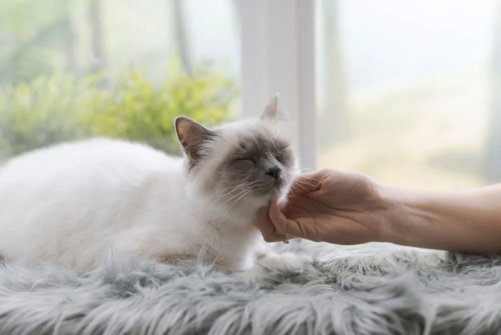 caresses chat