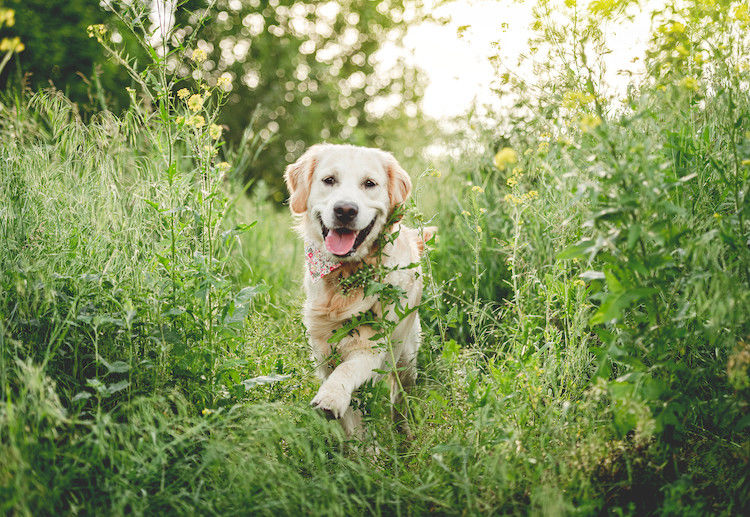 Épillet chez le chien : quels dangers ?