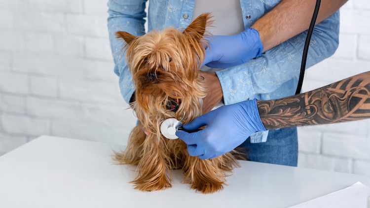 L&rsquo;insuffisance cardiaque chez le chien