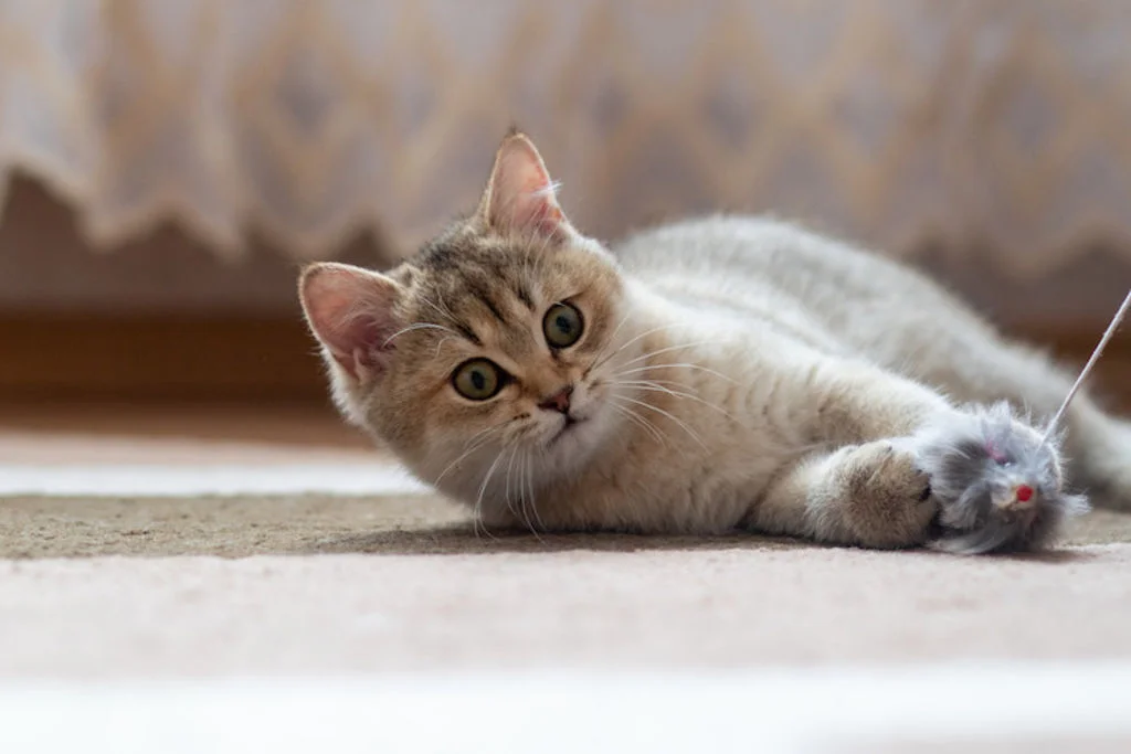jouet pour chat