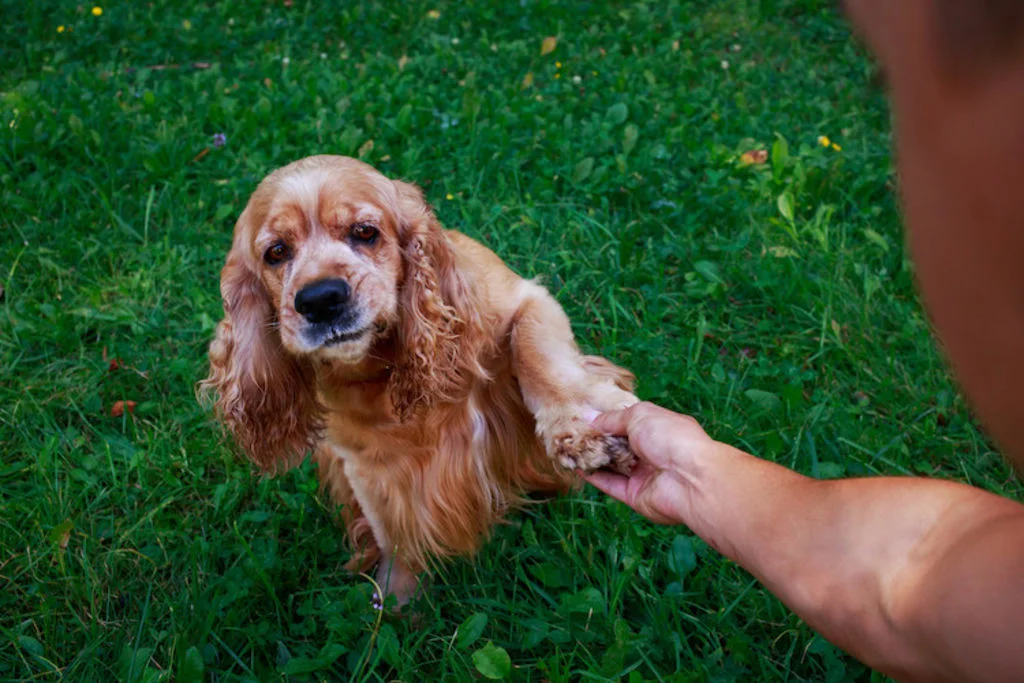 luxation de la rotule chez le chien
