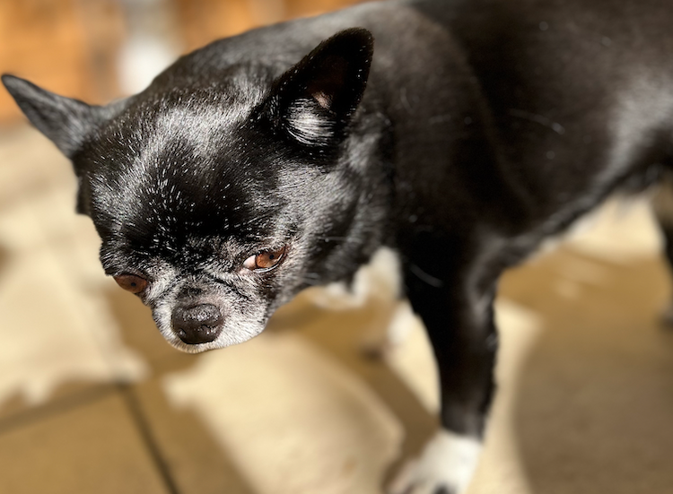 Opération en cas de luxation de la rotule chez le chien
