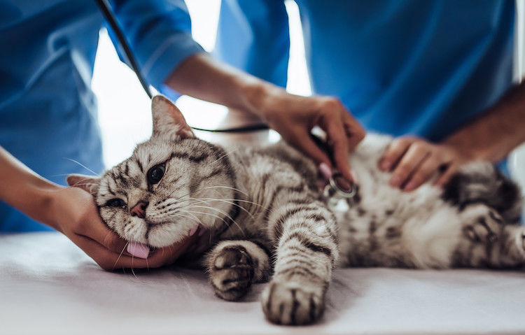 Gestion des maladies chroniques chez les chats âgés