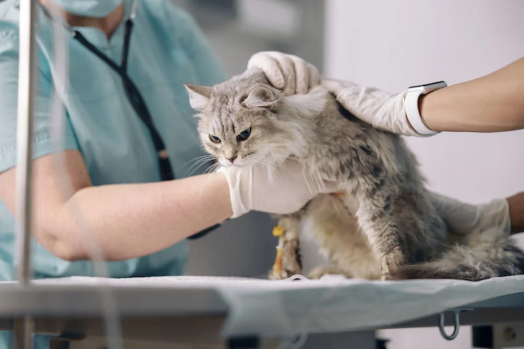 maladies chroniques du chat