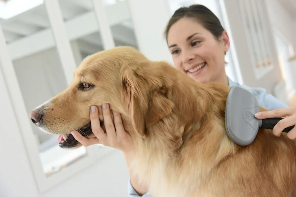 mue chez le chien