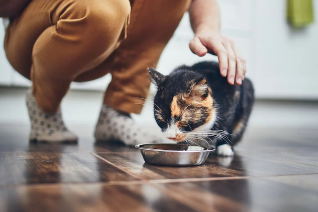 perte appetit chez le chat