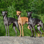 Race de chien : Petit levrier italien