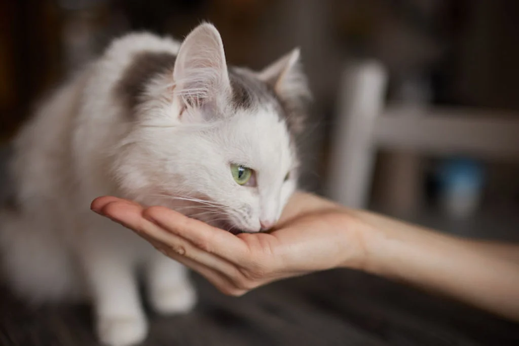 recompenser le chat