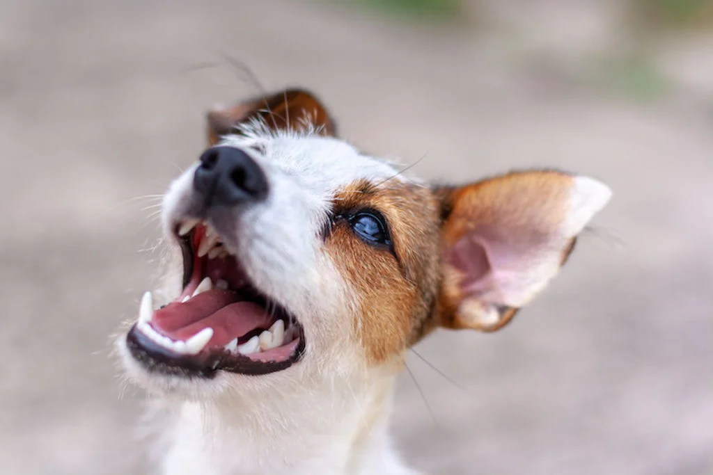 stress aboiements chien