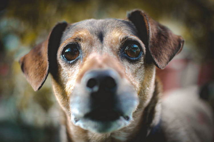 Le stress chez le chien