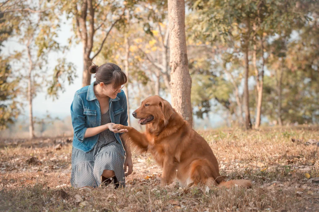 stress jouer avec son chien