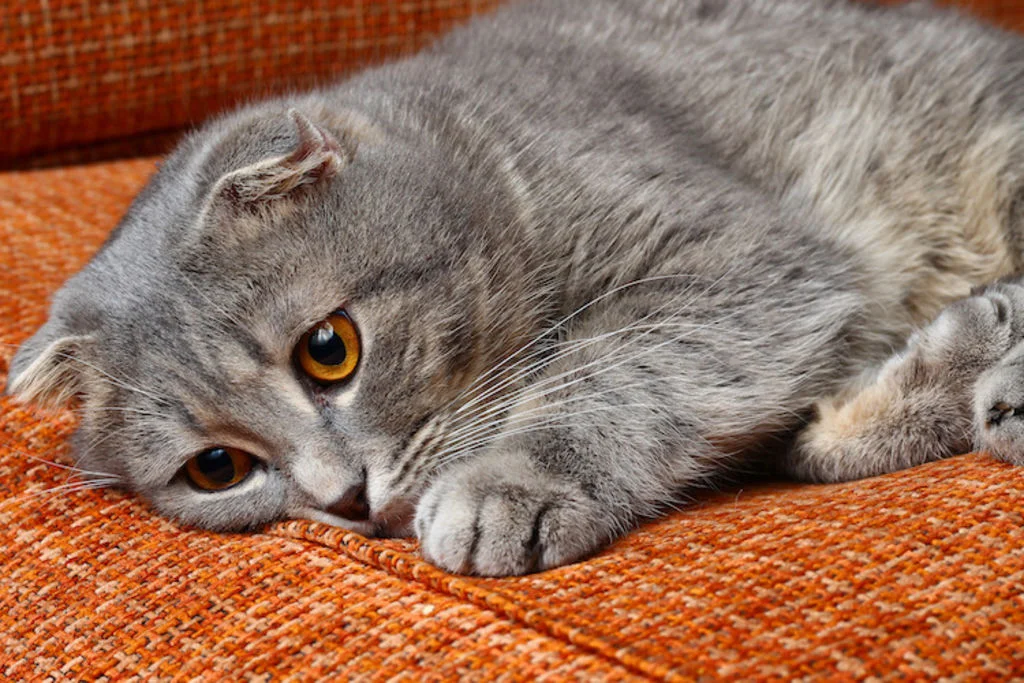 symptomes maladies chroniques du chat