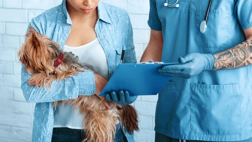 traitement luxation rotule chien