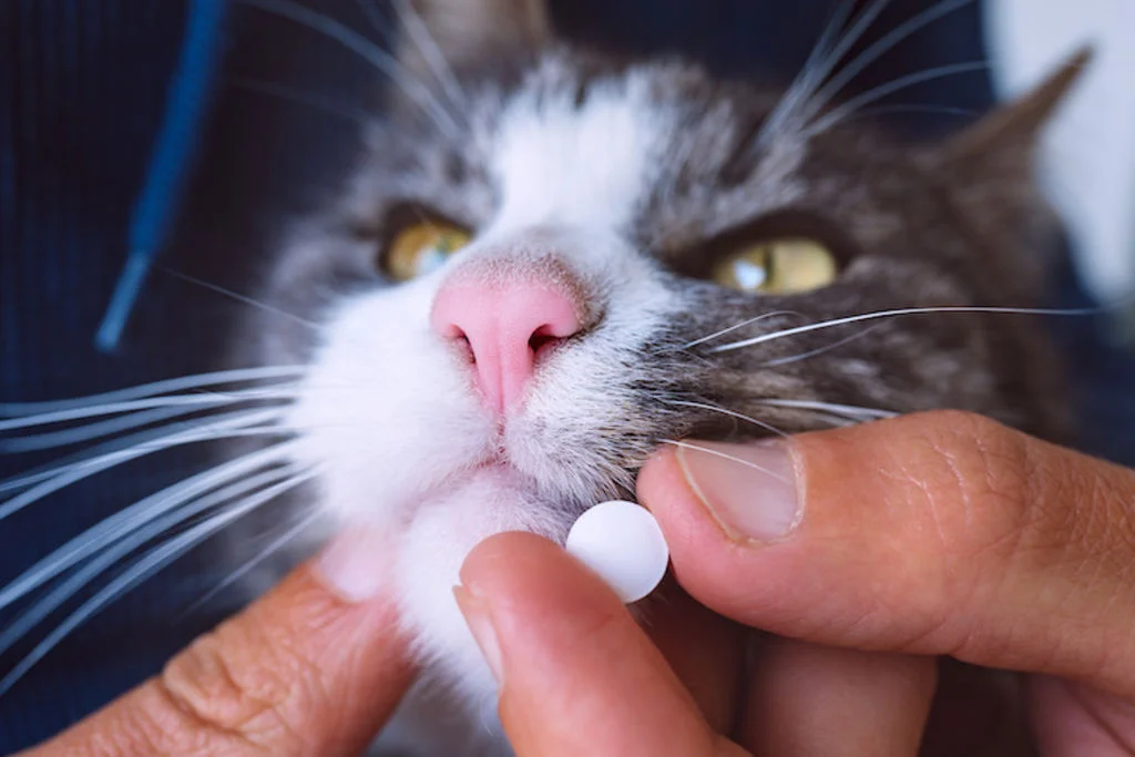 traitement maladies chroniques du chat