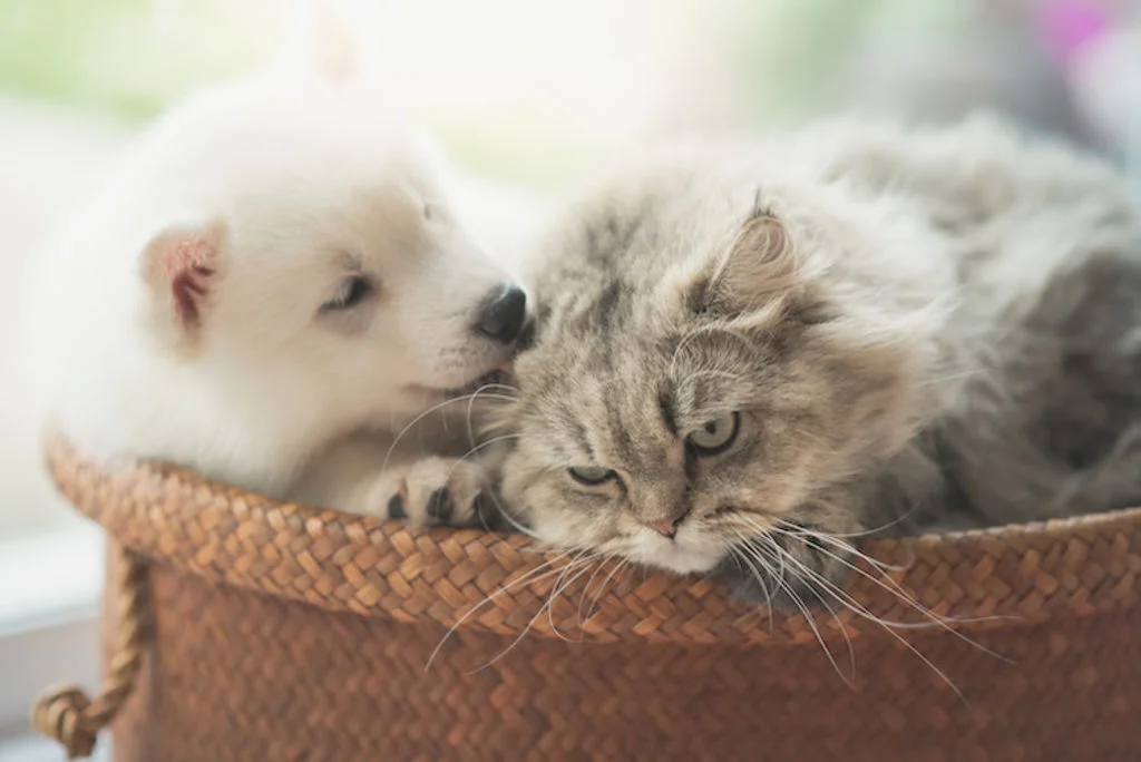 assurer plusieurs animaux chez santevet