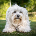 Race de chien : Bichon havanais