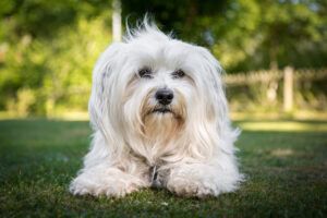 Bichon havanais