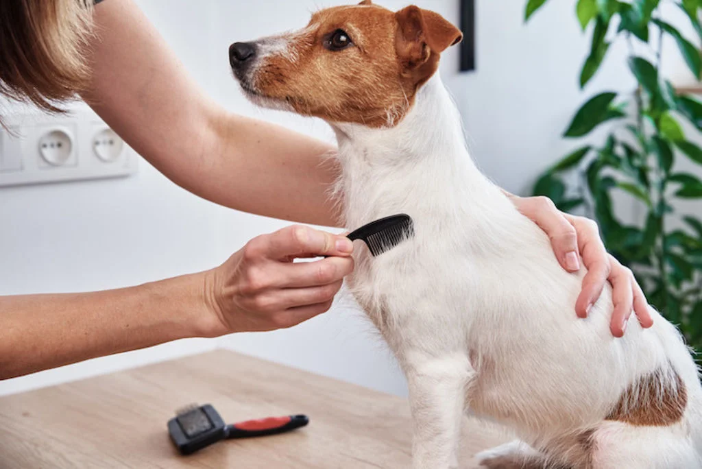 brosser le poil du chien