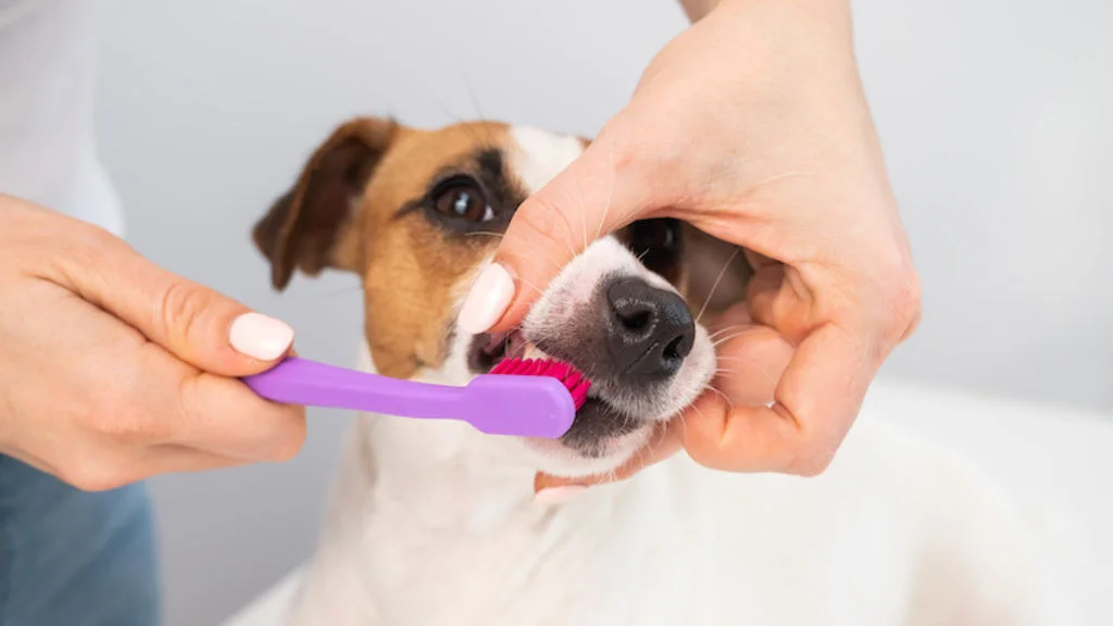 brosser les dents du chien