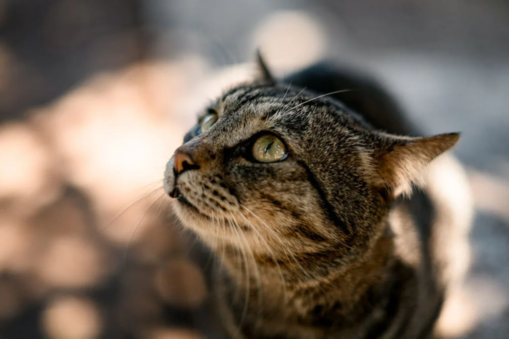 chat infection urinaire stress