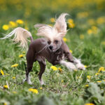 Race de chien : chien chinois a crete