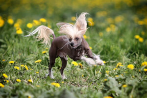 Chien chinois à crête