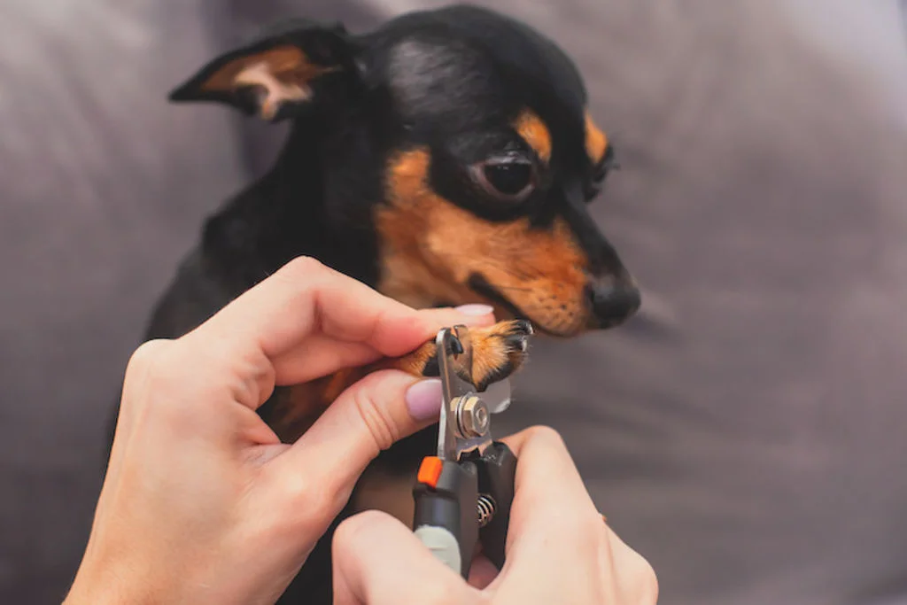 couper les griffes du chien