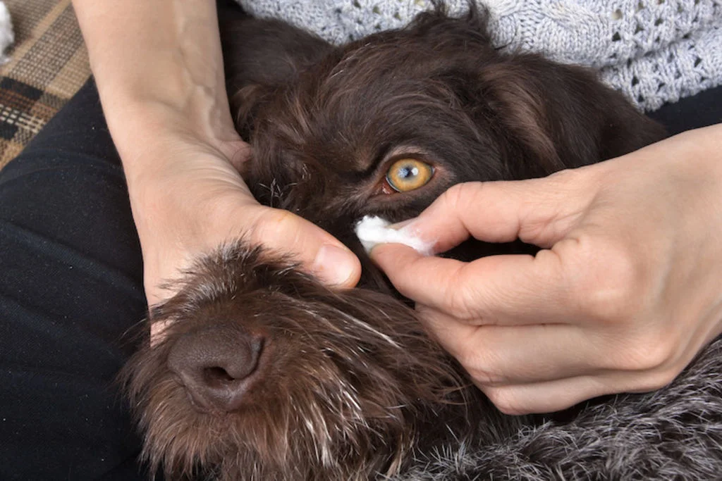 laver les yeux du chien